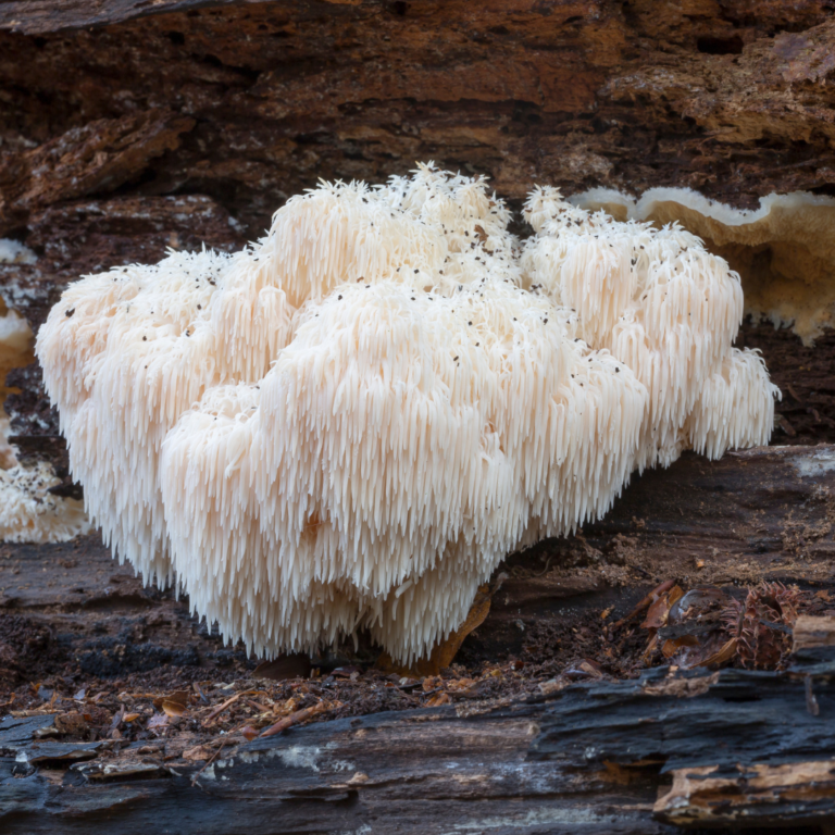 Unlocking the Potential of Lion’s Mane: A Comprehensive Guide to Its Cognitive, Immunity, and Cancer-Fighting Benefits